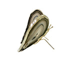 Borboleta Pedra Ágata Natural Arastelle